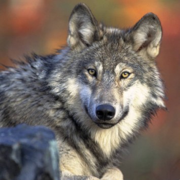 Gray wolf, U.S. Fish and Wildlife Service
